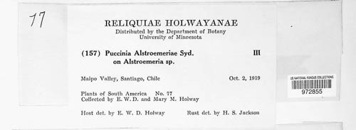 Puccinia alstroemeriae image